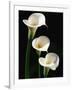 Three White Calla Lilies-Darrell Gulin-Framed Photographic Print