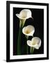 Three White Calla Lilies-Darrell Gulin-Framed Photographic Print