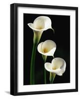 Three White Calla Lilies-Darrell Gulin-Framed Photographic Print