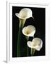 Three White Calla Lilies-Darrell Gulin-Framed Photographic Print