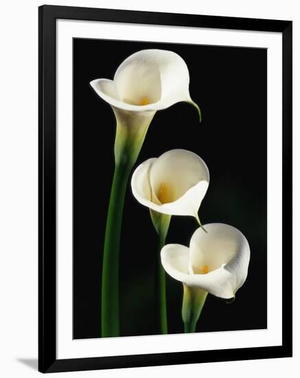 Three White Calla Lilies-Darrell Gulin-Framed Photographic Print