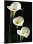 Three White Calla Lilies-Darrell Gulin-Mounted Photographic Print
