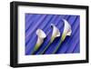 Three White Calla Lilies-Darrell Gulin-Framed Photographic Print