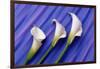 Three White Calla Lilies-Darrell Gulin-Framed Photographic Print