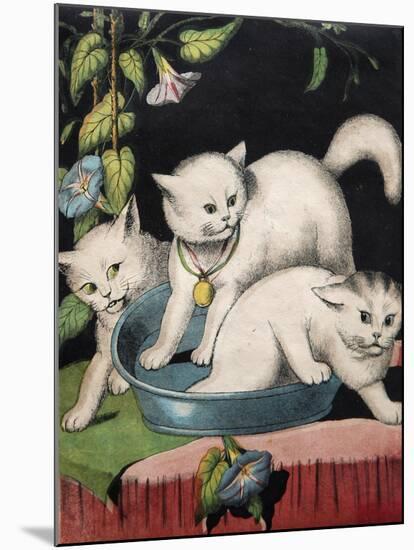 Three White Cats and Tub-Louis Wain-Mounted Giclee Print