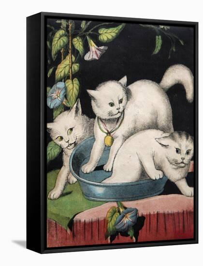 Three White Cats and Tub-Louis Wain-Framed Stretched Canvas