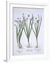 Three White Narcissi, from Hortus Eystettensis, by Basil Besler-null-Framed Giclee Print