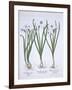 Three White Narcissi, from Hortus Eystettensis, by Basil Besler-null-Framed Giclee Print