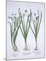 Three White Narcissi, from Hortus Eystettensis, by Basil Besler-null-Mounted Giclee Print