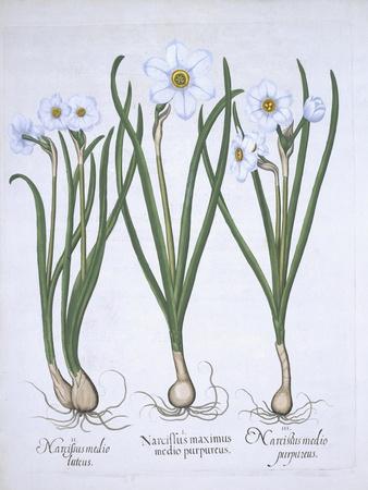 https://imgc.allpostersimages.com/img/posters/three-white-narcissi-from-hortus-eystettensis-by-basil-besler_u-L-Q1NG6MH0.jpg?artPerspective=n