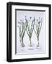 Three White Narcissi, from Hortus Eystettensis, by Basil Besler-null-Framed Giclee Print