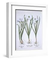 Three White Narcissi, from Hortus Eystettensis, by Basil Besler-null-Framed Giclee Print