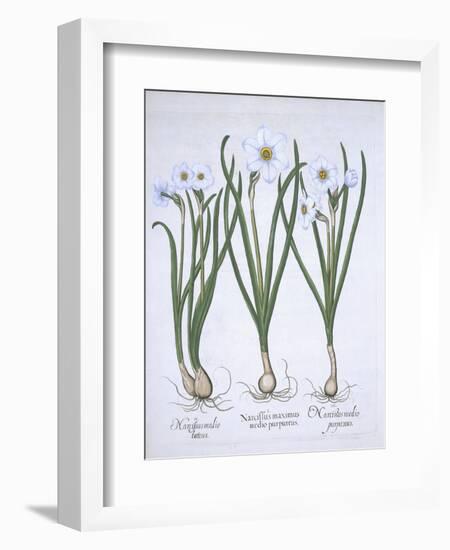 Three White Narcissi, from Hortus Eystettensis, by Basil Besler-null-Framed Giclee Print