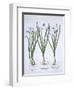 Three White Narcissi, from Hortus Eystettensis, by Basil Besler-null-Framed Giclee Print