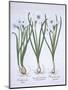 Three White Narcissi, from Hortus Eystettensis, by Basil Besler-null-Mounted Giclee Print