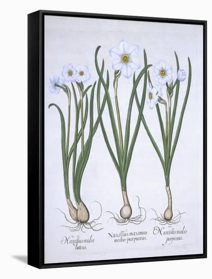 Three White Narcissi, from Hortus Eystettensis, by Basil Besler-null-Framed Stretched Canvas