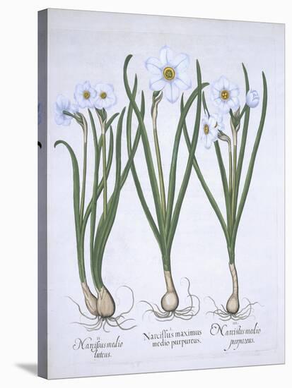 Three White Narcissi, from Hortus Eystettensis, by Basil Besler-null-Stretched Canvas