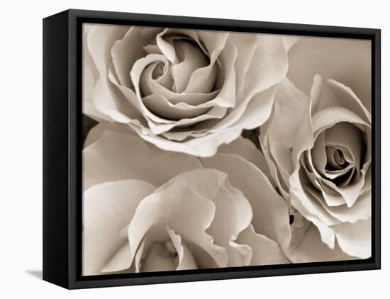 Three White Roses-Robert Cattan-Framed Stretched Canvas