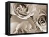 Three White Roses-Robert Cattan-Framed Stretched Canvas