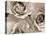 Three White Roses-Robert Cattan-Stretched Canvas
