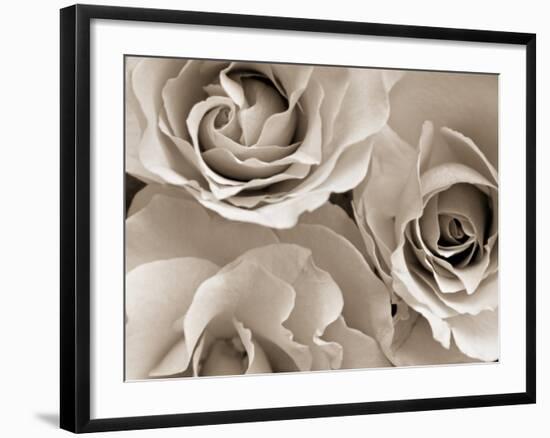 Three White Roses-Robert Cattan-Framed Photographic Print