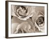 Three White Roses-Robert Cattan-Framed Photographic Print