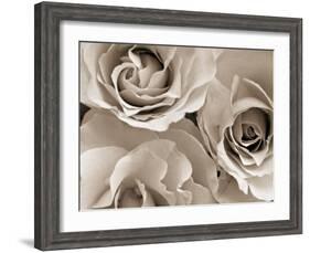 Three White Roses-Robert Cattan-Framed Photographic Print