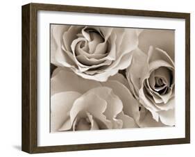 Three White Roses-Robert Cattan-Framed Photographic Print