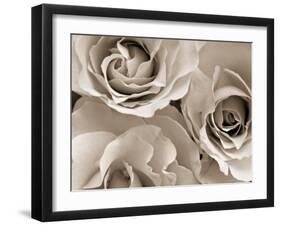 Three White Roses-Robert Cattan-Framed Photographic Print