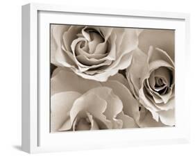 Three White Roses-Robert Cattan-Framed Photographic Print