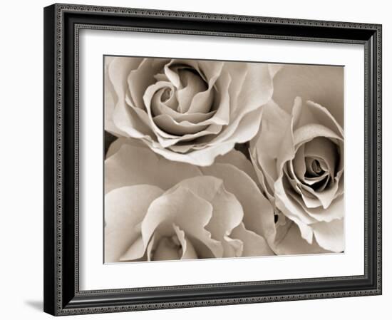 Three White Roses-Robert Cattan-Framed Photographic Print