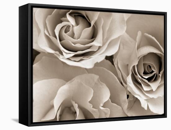 Three White Roses-Robert Cattan-Framed Stretched Canvas