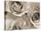 Three White Roses-Robert Cattan-Stretched Canvas