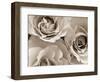 Three White Roses-Robert Cattan-Framed Photographic Print