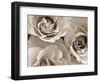 Three White Roses-Robert Cattan-Framed Photographic Print