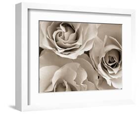 Three White Roses-Robert Cattan-Framed Photographic Print