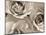 Three White Roses-Robert Cattan-Mounted Photographic Print