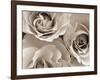 Three White Roses-Robert Cattan-Framed Photographic Print