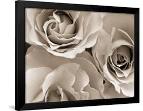 Three White Roses-Robert Cattan-Framed Photographic Print