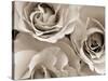 Three White Roses-Robert Cattan-Stretched Canvas