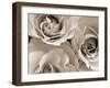 Three White Roses-Robert Cattan-Framed Premium Photographic Print