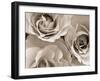 Three White Roses-Robert Cattan-Framed Premium Photographic Print