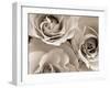 Three White Roses-Robert Cattan-Framed Premium Photographic Print