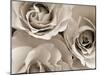 Three White Roses-Robert Cattan-Mounted Premium Photographic Print