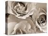 Three White Roses-Robert Cattan-Stretched Canvas