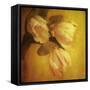 Three White Tulips-Trigger Image-Framed Stretched Canvas