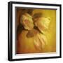 Three White Tulips-Trigger Image-Framed Photographic Print