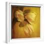 Three White Tulips-Trigger Image-Framed Photographic Print