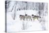 Three Wolves in the Snow-kjekol-Stretched Canvas