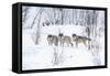 Three Wolves in the Snow-kjekol-Framed Stretched Canvas